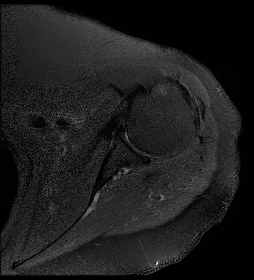 Bark — Ax T2 FS Propeller — obraz konwencjonalny